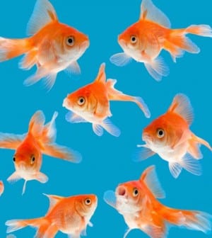 iStock_000012629730Small GOLD FISH 420-470
