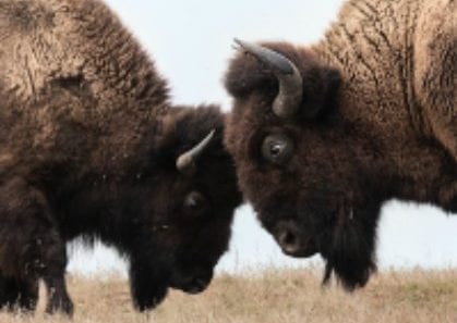 Two wild buffalos fighting, bison fight