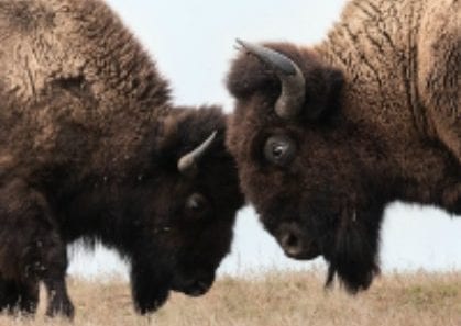 Two wild buffalos fighting, bison fight Two wild buffalos fighting, bison fight