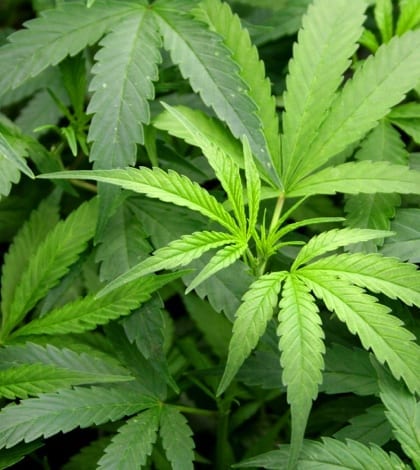 Marijuana marijuana foliage