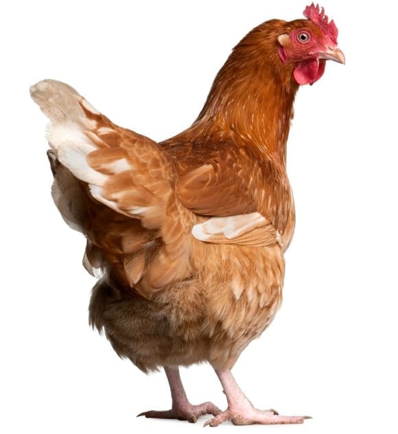 HEN THINKING_000009204375 420 HEN THINKING_000009204375 420