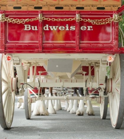 Budweiser Clydesdales, a Different View