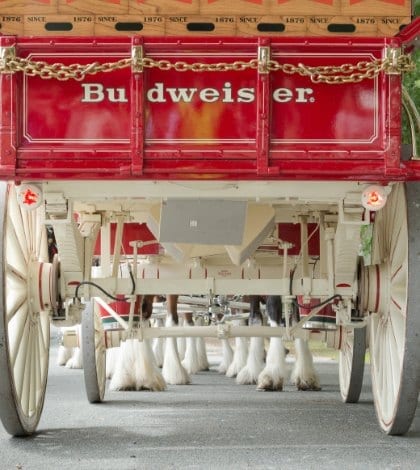 Budweiser Clydesdales, a Different View Budweiser Clydesdales, a Different View