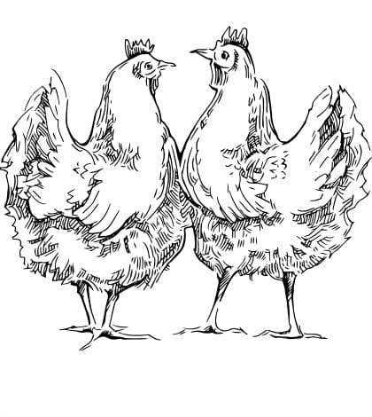 Hand made sketch of chiken. Vector illustration. SSUCv3H4sIAAAAAAAEAJ2RwY6DMAxE7yvtP6CcOUCpWrS/UvVgEpe1GpoqNl2tKv59k1Ak97o35o0HjZ3n50dVmQGYrPmqnlklTd7PLBGEwi3htn5xdCQhEvgEm8yW4hgWkJmR1S/aXRcvOjvQyBLs9f4dJGjD4T0wSeH8ZkSEiYUm1PSSxjxBRqqBBcExVXvrsK11WnW1GcVMiWQZUyvG81DYhpb638n147y1hhFv9jd3W1TriB5hvdtpHTXXH8E4lS1eQw9yGJSG2VFQWz6CBZ8Dnb5Her8wqZRLB8oN267pD/1hf2za/a479n2bOi9/kwT8sAcCAAA=