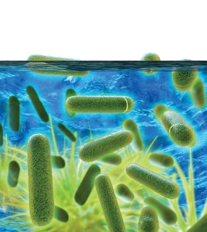 Bacteria ne Bernier_TGC_OctNov15 Bacteria ne Bernier_TGC_OctNov15