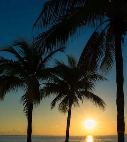 Sunrise on Fort Lauderdale Beach with palm trees in silhouette.