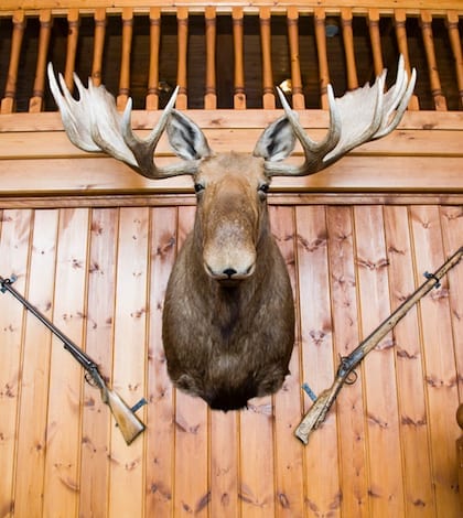 Moose head and guns on wall Scandinavian wooden cabin wall with moose head and two guns