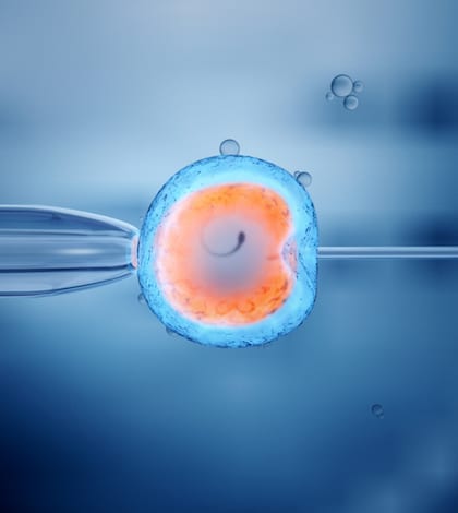 in vitro fertilization of an egg cell in vitro fertilization of an egg cell