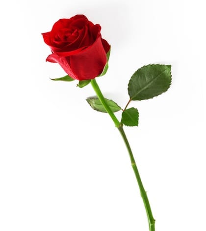 Red rose on a white background. http://i814.photobucket.com/albums/zz66/eminebaryam/R0SES%20pg.jpg
