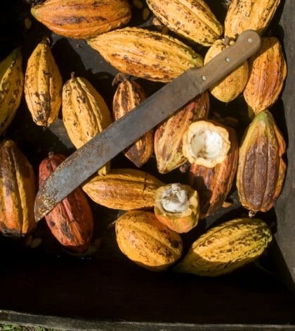chocolate cocoa beans labor 91531920 420 chocolate cocoa beans labor 91531920 420