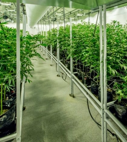 pot greenhouse 498199682 420 pot greenhouse 498199682 420