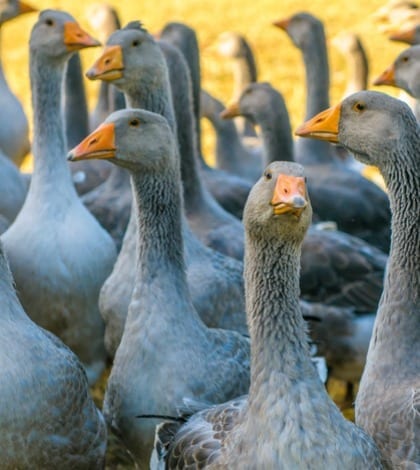 perigord geese