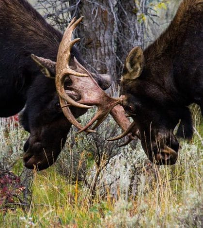 moose sparring two bull moose locking antlers in a fight during the fall rut