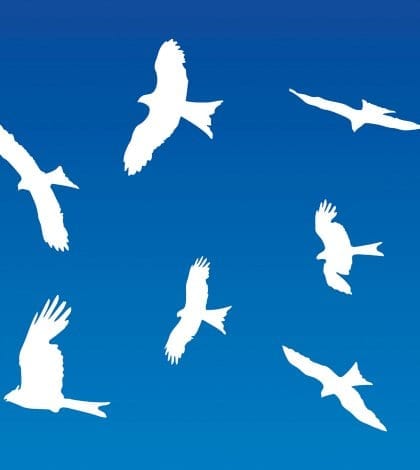 671377 BIRDS CIRCLING 420 671377 BIRDS CIRCLING 420