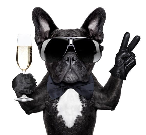 cocktail dog french bulldog with a champagne glass and victory or peace fingers