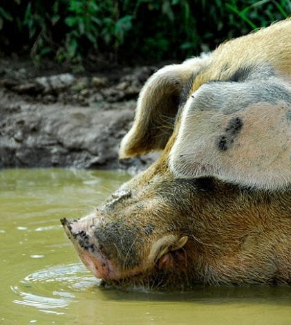 Pig + Mud = Happy