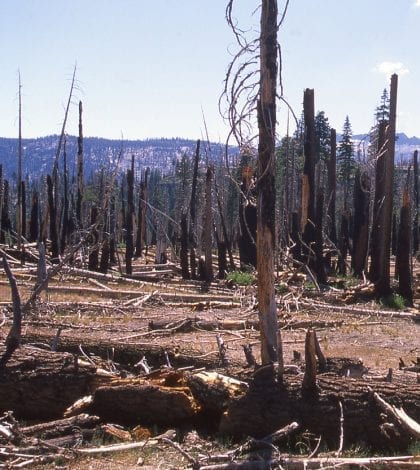Scarred landscape and remnants of forest fire in Sierra Nevada Mountains near Tuolumne Meadows California
