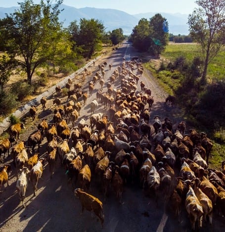Aerial view of cows in a country road Aerial view of cows in a country road, East of Turke