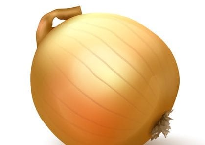 Realistic Vector illustration of Onion isolated on white background Realistic illustration of Onion isolated on white background, Vector EPS 10 format