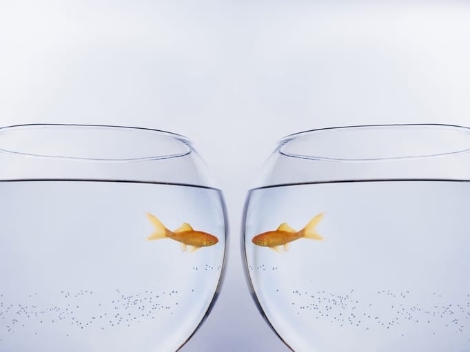 Goldfish face to face in different bowls themes of mirror symmetry curiosity