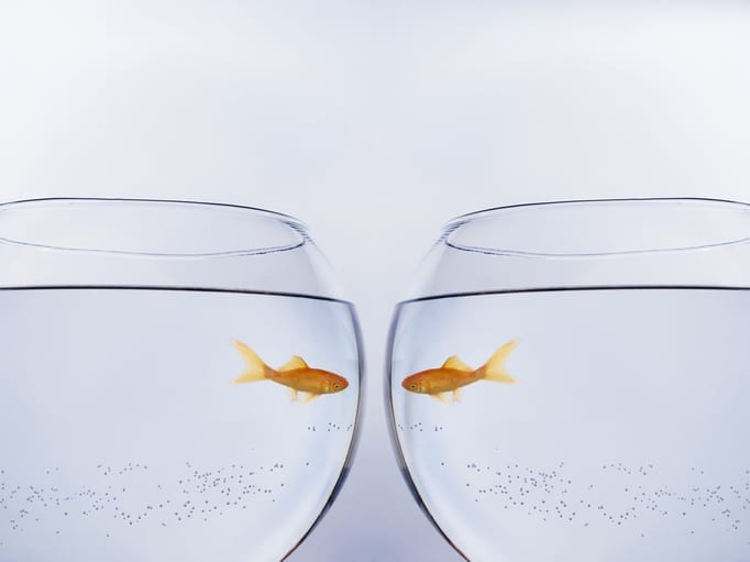 Goldfish face to face in different bowls Goldfish face to face in different bowls themes of mirror symmetry curiosity