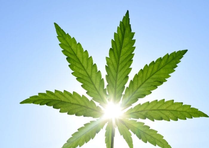 rays-of-the-sun-through-a-green-leaf-of-hemp-against-the-sky-picture-id1248293909