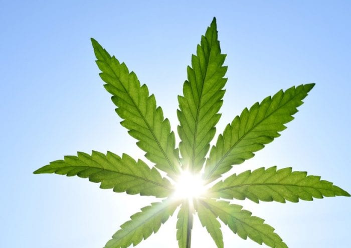 rays-of-the-sun-through-a-green-leaf-of-hemp-against-the-sky-picture-id1248293909 rays-of-the-sun-through-a-green-leaf-of-hemp-against-the-sky-picture-id1248293909
