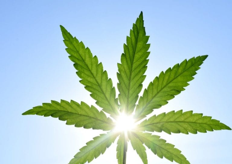 rays-of-the-sun-through-a-green-leaf-of-hemp-against-the-sky-picture-id1248293909 rays-of-the-sun-through-a-green-leaf-of-hemp-against-the-sky-picture-id1248293909