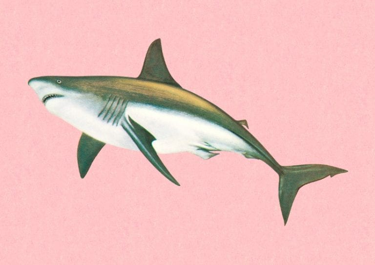 shark-illustration-id152404819