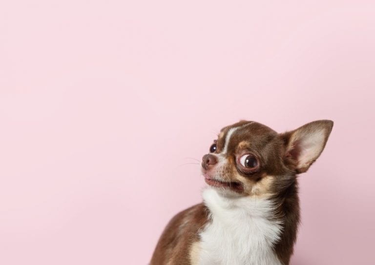 cute-brown-mexican-chihuahua-dog-isolated-on-light-pink-background-picture-id1212177973