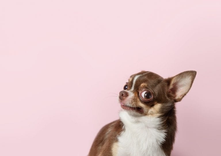 cute-brown-mexican-chihuahua-dog-isolated-on-light-pink-background-picture-id1212177973 cute-brown-mexican-chihuahua-dog-isolated-on-light-pink-background-picture-id1212177973