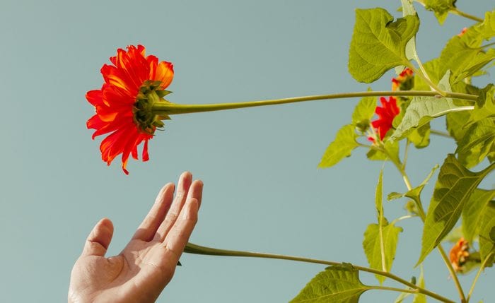 Woman hand picking the red flowers. Choosing summer blooming flowers
