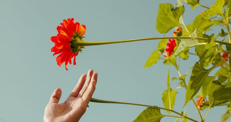 Woman hand picking the red flowers. Choosing summer blooming flowers