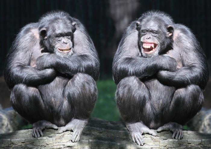 two-smiling-chimpanzees-sitting-on-a-tree-with-arms-crossed-picture-id471815237
