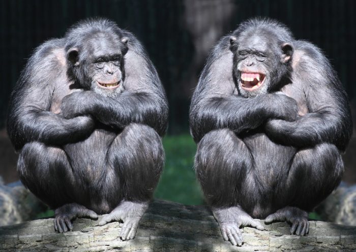 two-smiling-chimpanzees-sitting-on-a-tree-with-arms-crossed-picture-id471815237 two-smiling-chimpanzees-sitting-on-a-tree-with-arms-crossed-picture-id471815237