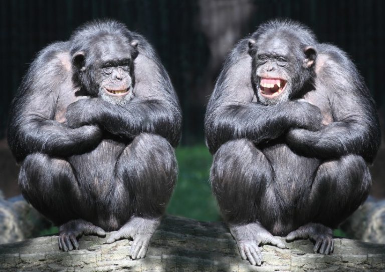 two-smiling-chimpanzees-sitting-on-a-tree-with-arms-crossed-picture-id471815237