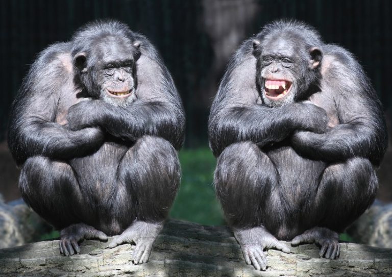 two-smiling-chimpanzees-sitting-on-a-tree-with-arms-crossed-picture-id471815237 two-smiling-chimpanzees-sitting-on-a-tree-with-arms-crossed-picture-id471815237
