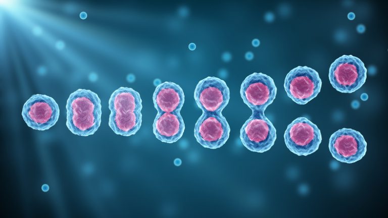 Stem cells division of the human body, microscope view. Research of Embryonic cells. Cellular therapy and regeneration. Mitosis and Meiosis 3D scientific illustration. Succession of steps in cell division