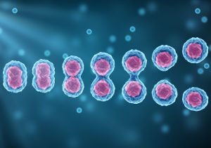 Succession of steps in cell division