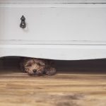A little dog mostly hidden under a dresser.