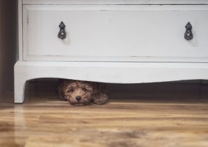 A little dog mostly hidden under a dresser.