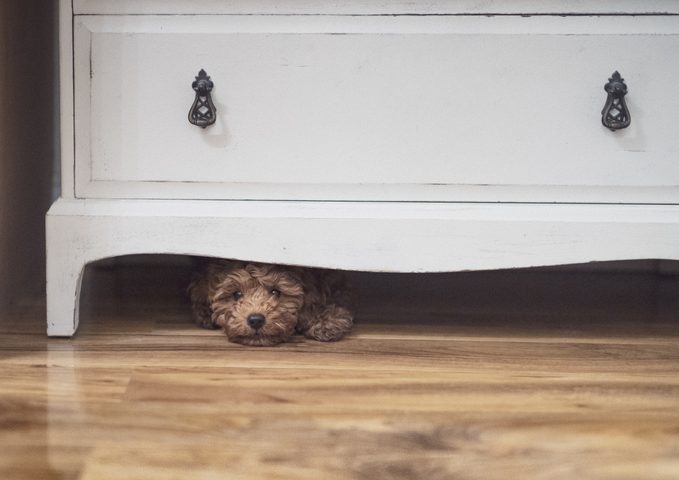 Puppy Hiding A little dog mostly hidden under a dresser.