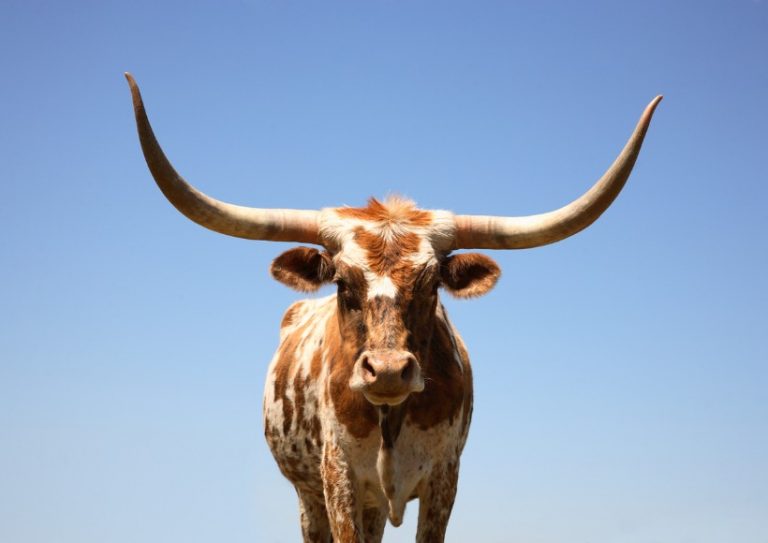 cow-horn-texas-longhorn-picture-id173693331