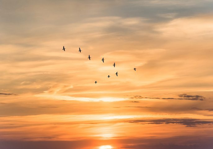 Migratory birds flying in the shape of v on the soft and blur pastel colored sky background. gradient clouds on the beach resort. nature. sunrise. peaceful morning.Instagram toned style Flock of geese high in the sky before a golden sunsest.