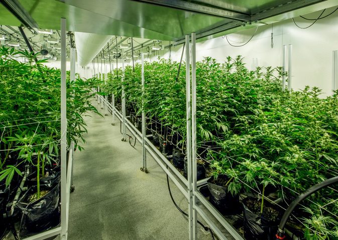 A hydroponic marijuana greenhouse.