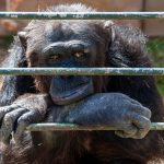 Dejected and resigned looking ape behind bars.