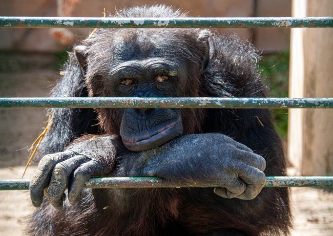 Chimp in cage living his life looking bored Dejected and resigned looking ape behind bars.