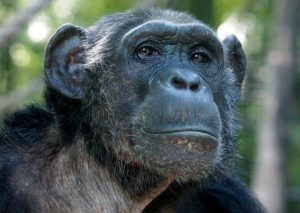 Closeup photo of ape, lookinf intellilgent and bemused