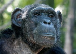 Closeup photo of an ape who looks intelligent and bemused.