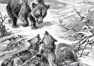 Wolves standing over downed prey, threatening an encroaching bear.